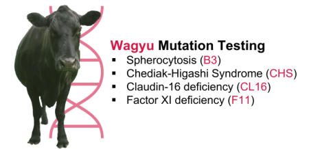 Wagyu